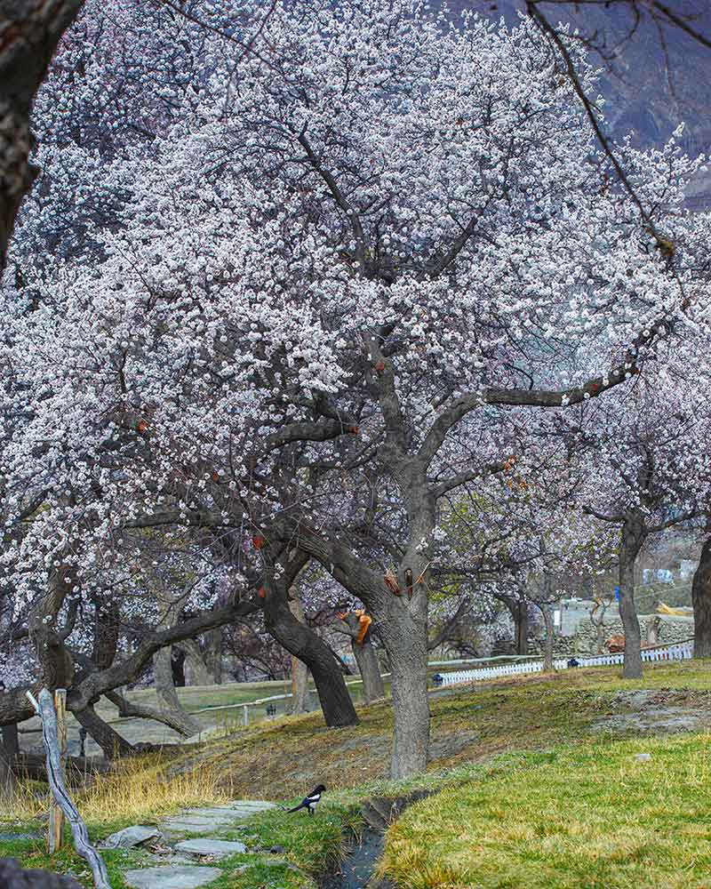 Blossom-Hunza