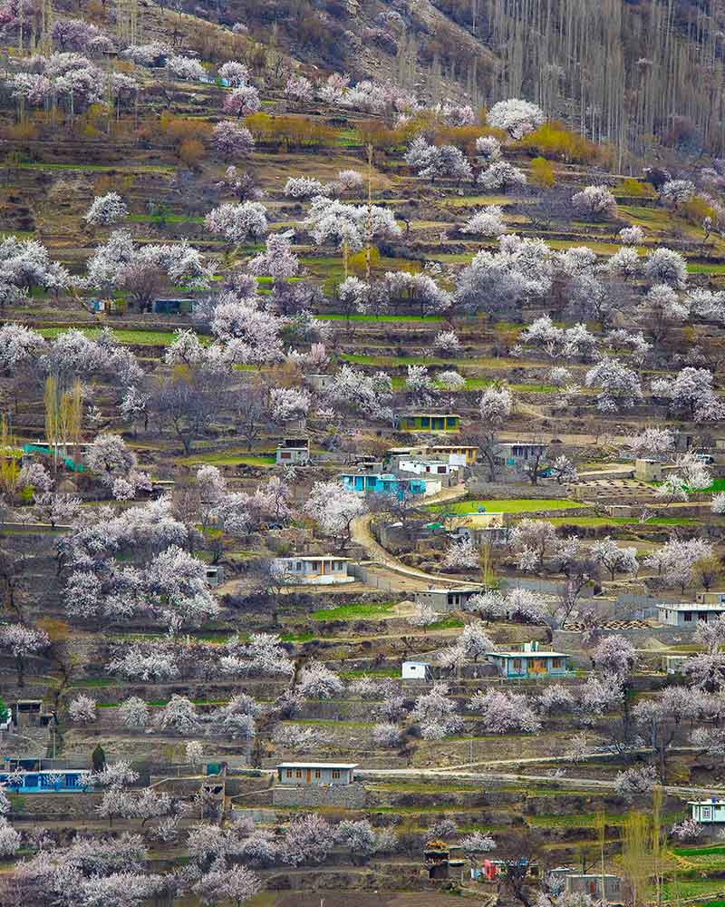 Blossom-Hunza2