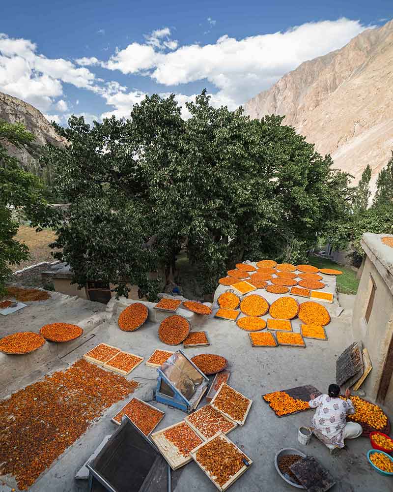 Hunza-Dried-Apricot